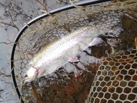 大安トラウトレイク 釣果